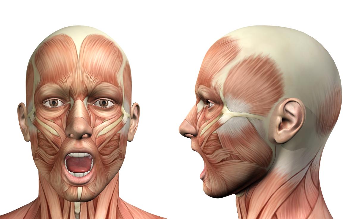 Lee más sobre el artículo INNERVACION SENSITIVA DE LA CARA, DEL CRANEO Y LA PARTE SUPERIOR DEL CUELLO.